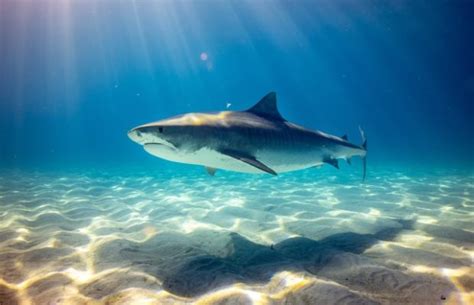 Facts About Chondrichthyes That Might Interest You.